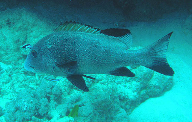 Plectorhinchus harrawayi